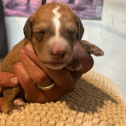Sierra,  1 week old - Wheaten female Whoodle puppy in Crawford, Colorado from Saddle Mountain Doodles