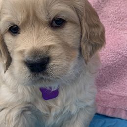Golden Retriever Puppies from Daniel Ranch Golden Retrievers