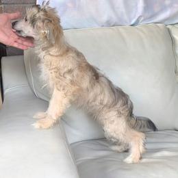 DaoDog Quark Charm - Palomino male Chinese Crested puppy in Highland Park, Michigan from Family Kennel Dao Dog