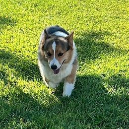 Major - Black and tan male Pembroke Welsh Corgi puppy in Blair, Wisconsin from Sandy’s Pet Grooming and Boarding & AKC Corgis