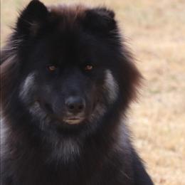 Shadow - Black male Siberian Husky puppy in Gorman, Texas from Bransford Paw Pack/Timber Huskies