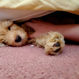 Aussiedoodle and Bernedoodle Puppies from Color Country Doodles