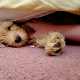 Aussiedoodle and Bernedoodle Puppies from Color Country Doodles