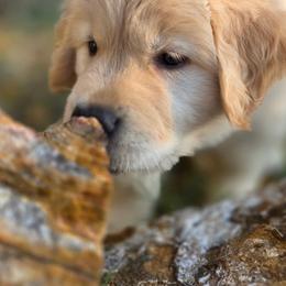 Golden Retriever Puppies from Dogwood Springs Golden Retrievers