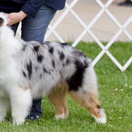 Australian Shepherds from Graffiti Aussies