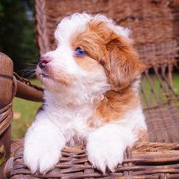 Fina - Yellow and white female Bernedoodle puppy in Paoli, Indiana from Brambleberry Doodles