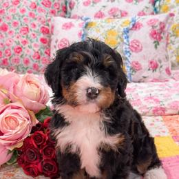 Dustin - Tri-color male Bernedoodle puppy in Kilgore, Texas from Furry Tail Doodles