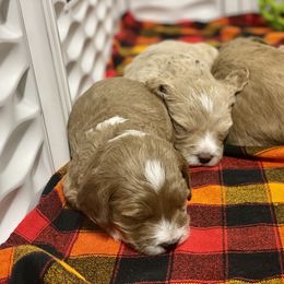 Goldendoodle Puppies from Kings Royal Mini Doodles by King Farms