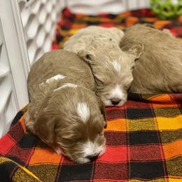 Goldendoodle Puppies from Kings Royal Mini Doodles by King Farms