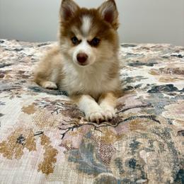 Cowgirl - Red and white female Pomsky puppy in Harford Mills, New York from Finger Lakes Pomskies