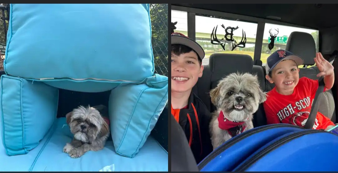 Shih Tzu Puppies from N.F.S.T Imperial ShihTzu Puppies.