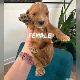 Girl 5 - Apricot female Goldendoodle puppy in Glendale, Arizona from Follow Your Bliss Doodles
