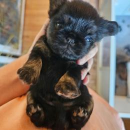 Ruth - Black and tan female Brussels Griffon puppy in Welch, Minnesota from Baringer Brussels