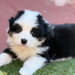 Paul - Black tri-color male Australian Shepherd puppy in Tucson, Arizona from Imagine Australian Shepherds