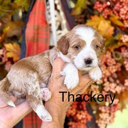 Thackery Binx - Red  male Goldendoodle puppy in Springville, Utah from JW Doodles