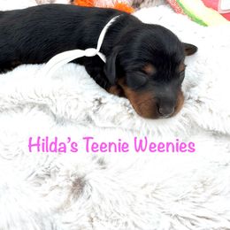 Tiny - Black and tan female Dachshund puppy in Indian Trail, North Carolina from Hilda’s Teenie Weenies