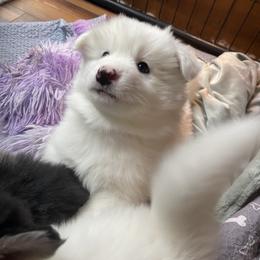 Oso - White male Pomsky puppy in Diamond Lake, Washington from Husky Haven WA