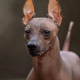 Peruvian Inca Orchid All Grown Up from Stoney Brooks Reg.