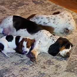 Ellie - Basset Hound