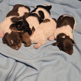Dachshund puppies from Puff n tuff farms