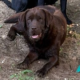 Kodiak - Labrador Retriever