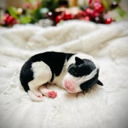 Boy 2 - Black and white male Border Collie puppy in Jonesboro, Arkansas from Hampton Border Collies