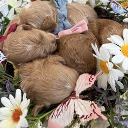 Morkie puppies from Floralie Doodles