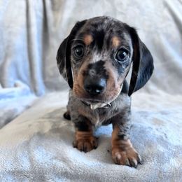 Turkey - Dapple male Dachshund puppy in Ocala, Florida from Weenie Boops
