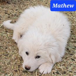 Mathew - Colorado Mountain Dog puppy from Big Sky Acres