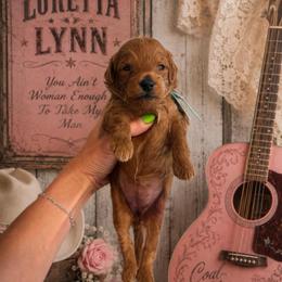 Loretta Lynn - Red  female Goldendoodle puppy in Hot Springs, Arkansas from Hot Springs Kennels