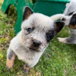 Boy 1 - Blue speckled male Australian Cattle Dog puppy in Cottage Grove, Oregon from Heirloom Ranch