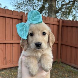 December - Golden Retriever puppy from Daisy Lynn Goldens