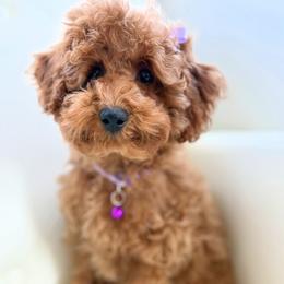 Feeby - Red  female Poodle puppy in Gilbert, Arizona from My Poodle Bears