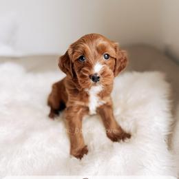 Dice - Red  male Goldendoodle puppy in Syracuse, Indiana from The Doodle Cove