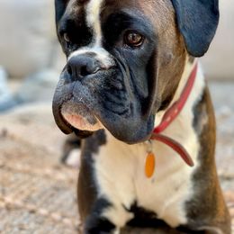 Boxer All Grown Up from Atelier Boxers