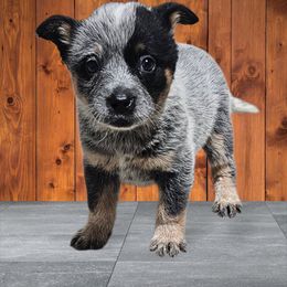 Female 1 - Blue female Australian Cattle Dog puppy in Dalton, Pennsylvania from Whiteduck Mountain Kennel AKC Australian Cattle Dogs and AKC Fox Red Labrador Retrievers