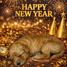 Mittens - Apricot male Goldendoodle puppy in Houston, Texas from Golden Life Doodles