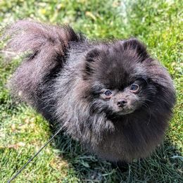 Venom - Pomeranian