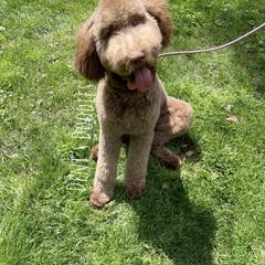 Goldendoodle, Labradoodle, Poodle, and Saint Berdoodle Puppies from Dent’s Doodles