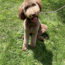 Goldendoodle, Labradoodle, Poodle, and Saint Berdoodle Puppies from Dent’s Doodles