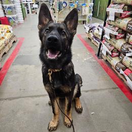 Georgette 'Googie' Withers - Sable female German Shepherd puppy in Winston Salem, North Carolina from Samtastic Shepherds