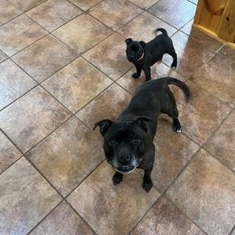French Bulldog and Staffordshire Bull Terrier Puppies from Sincerity