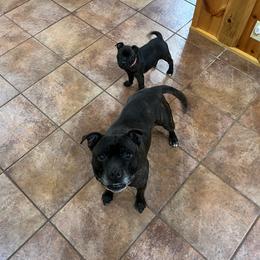 French Bulldog and Staffordshire Bull Terrier Puppies from Sincerity