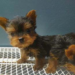 Yorkshire Terriers from Rodogkennel LLC