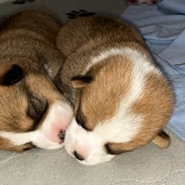 Pembroke Welsh Corgi Puppies from Swezey Pembroke Welsh Corgis