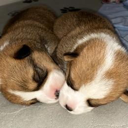 Pembroke Welsh Corgi Puppies from Swezey Pembroke Welsh Corgis