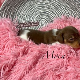 Moca - Piebald female Dachshund puppy in Mesquite, Texas from AB Dachshund