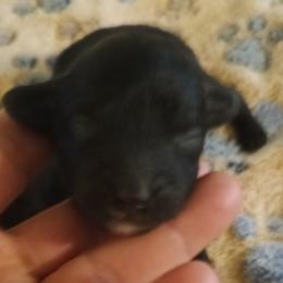 Girl One - Black female Cavapoo puppy in East Providence, Rhode Island from Marta's Cavaliers