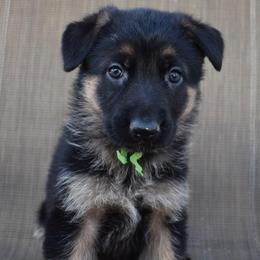 Green Girl - Black and tan female German Shepherd puppy in Grants Pass, Oregon from Granville German Shepherds