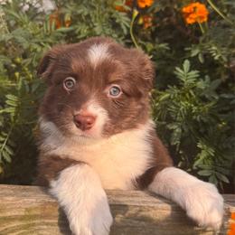 Pinot Noir - Red tri male Miniature Australian Shepherd puppy in Massapequa, New York from All That Auss Mini Aussies